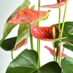 Anthurium andreanum 'Colorado' - Anthurium rose Colorado