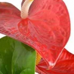 Anthurium andreanum 'Dakota'