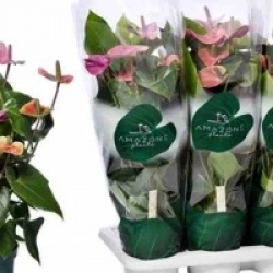 Anthurium violet Purple Fiorino