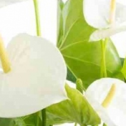 Anthurium andreanum 'Samora' - Anthurium blanc Samora