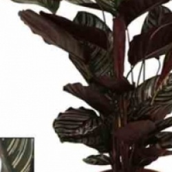 Calathea sanderiana