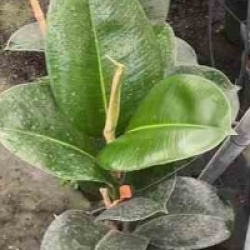 Ficus Elastica 'Robusta'