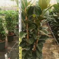 Ficus Elastica 'Robusta'
