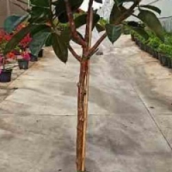 Ficus Elastica 'Robusta'