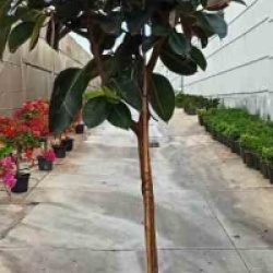 Ficus Elastica 'Robusta'