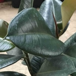 Ficus Elastica 'Robusta'