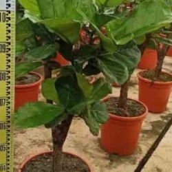 Ficus lyrata