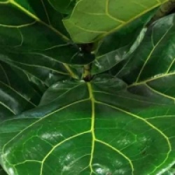 Ficus lyrata