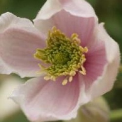 Clematis montana 'Giant Star' - Cl�matite � petites fleurs Giant Star