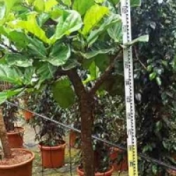 Ficus lyrata