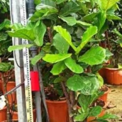 Ficus lyrata