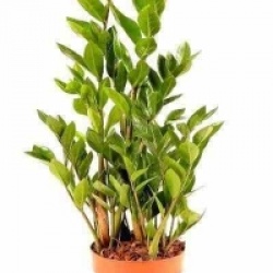 Zamioculcas zamiifolia