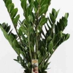 Zamioculcas zamiifolia