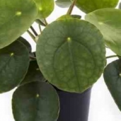 Pilea peperomioides