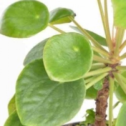 Pilea peperomioides