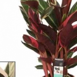 Stromanthe sanguinea 'Triostar'