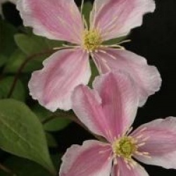 Clematis montana 'Giant Star'