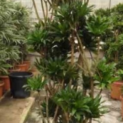 Dragonnier, Plante au sang du dragon