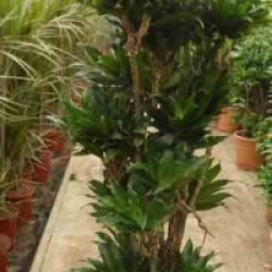 Dracaena deremensis 'Compacta'