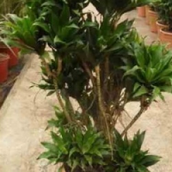 Dracaena deremensis 'Compacta'