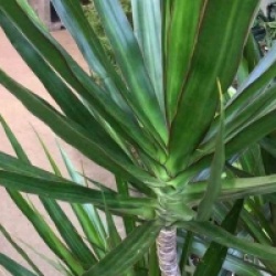 Dracaena marginata 'Green'