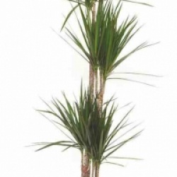 Dracaena marginata 'Green'