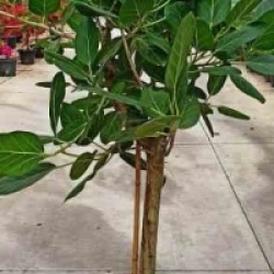 Ficus benghalensis 'Audrey'