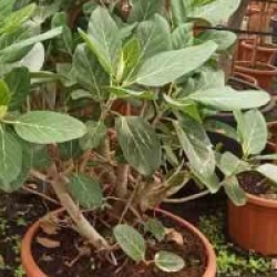 Ficus benghalensis 'Audrey'