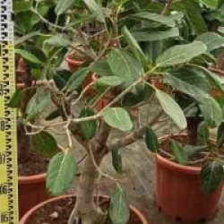 Ficus benghalensis 'Audrey'