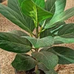 Ficus benghalensis 'Audrey'