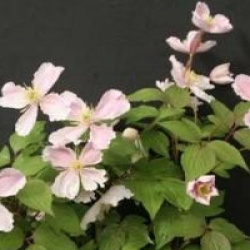 Clematis montana 'Giant Star'