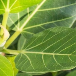 Ficus benghalensis 'Audrey'