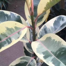 Ficus elastica 'Tineke' - Caoutchouc panach�