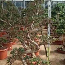 Ficus microcarpa 'Compacta'