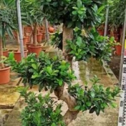 Ficus microcarpa 'Compacta'