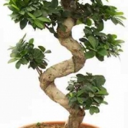Ficus microcarpa 'Compacta'