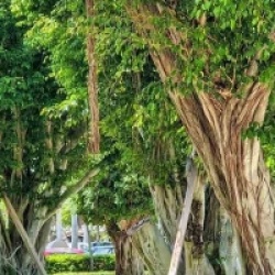 Ficus microcarpa 'Compacta'