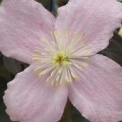 Clematis montana 'Mayleen' - Cl�matite � petites fleurs Mayleen