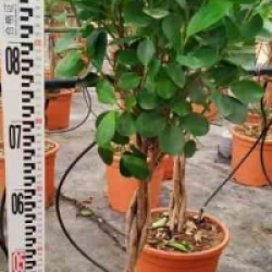 Ficus microcarpa 'Moclame'