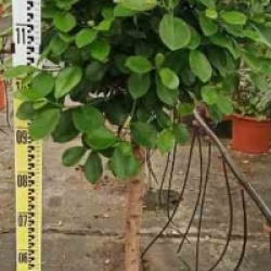 Ficus microcarpa 'Moclame'