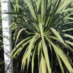 Dracaena draco