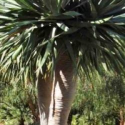 Dracaena draco - Dragonnier des Canaries