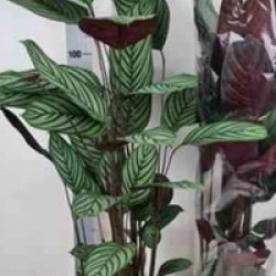 Ctenanthe oppenheimiana - Ctenanthe oppenheimiana