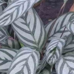 Plante paon � feuilles oblongues