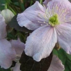 Clematis montana 'Mayleen'