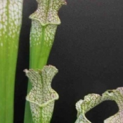 Sarracenia leucophylla