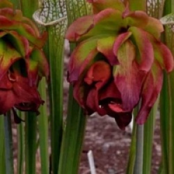 Sarracenia leucophylla