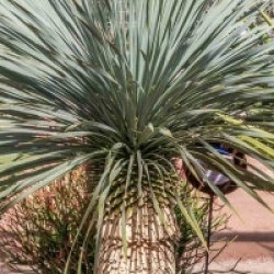 Yucca rostrata 