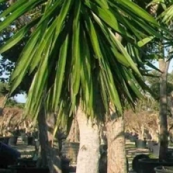 Yucca g�ant du Guatemala