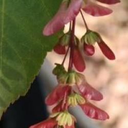 Acer davidii 'Cascade'